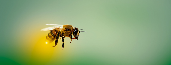 Foto af flyvende bi